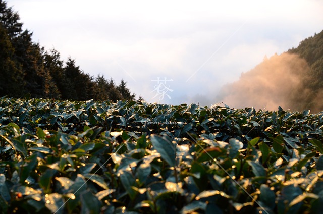 348 明ける冬の茶畑