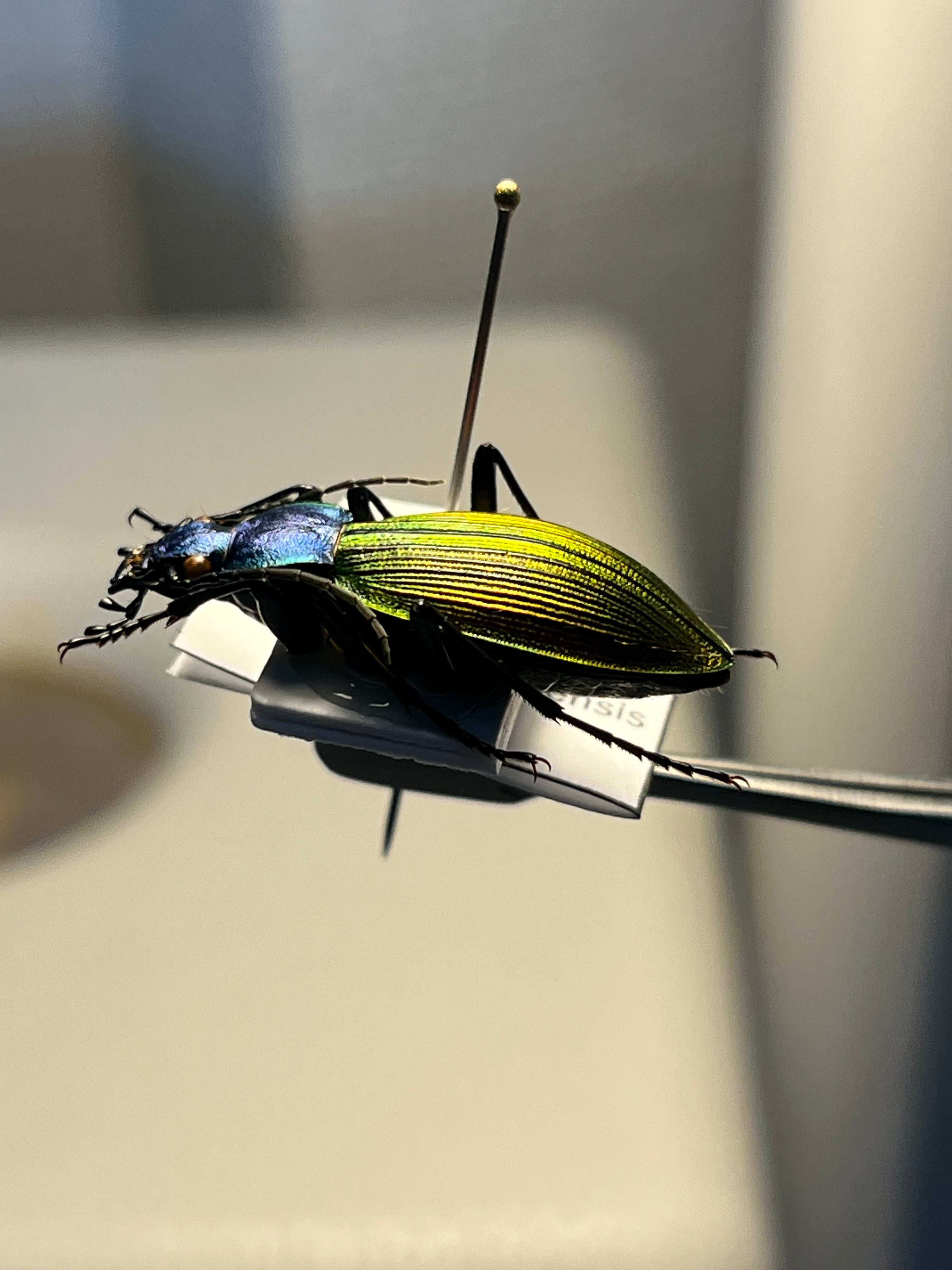 【極美個体】チリオサムシ標本 Ceroglossus chilensis 極美個体】チリオサムシ標本 Ceroglossus chilensis gloriosus チレン