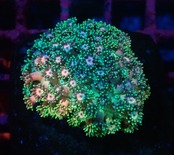 【現地買付】Goniopora FromMakassar TrulyRainbow