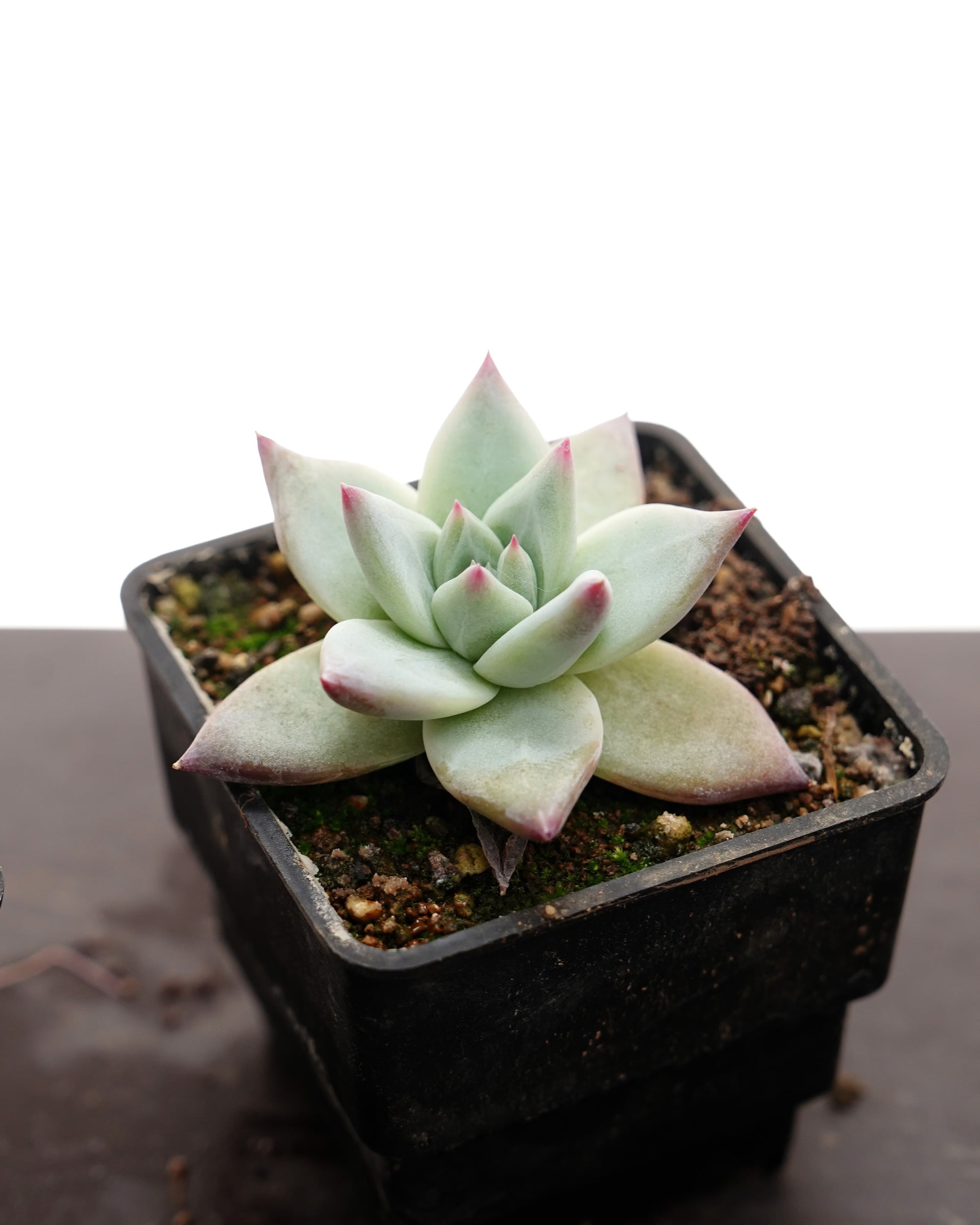 抜き苗 コロラータ タパルパ Echeveria corolata Tapalpa | PUKUBOOK