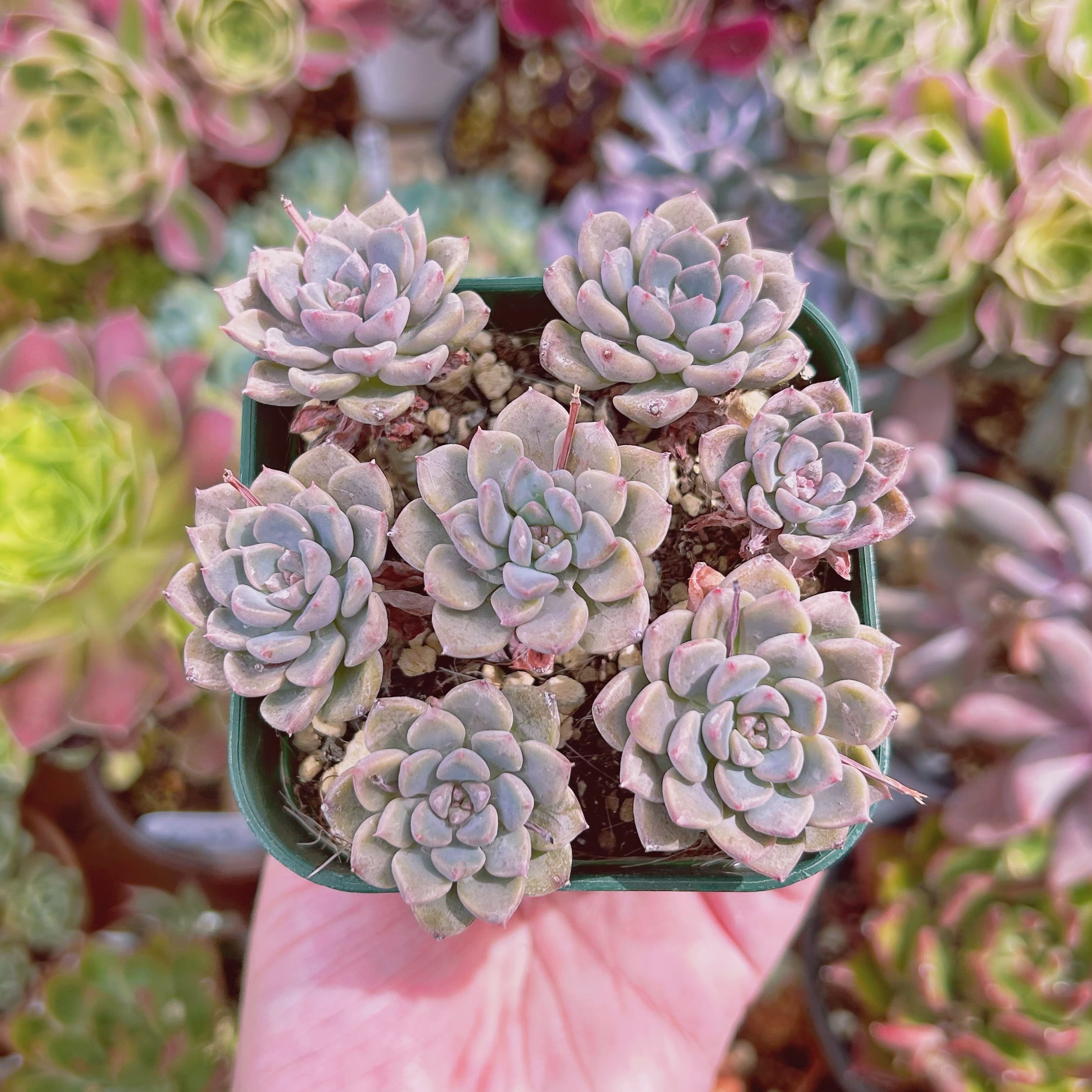 現物　多肉植物　ベビードール　抜き苗