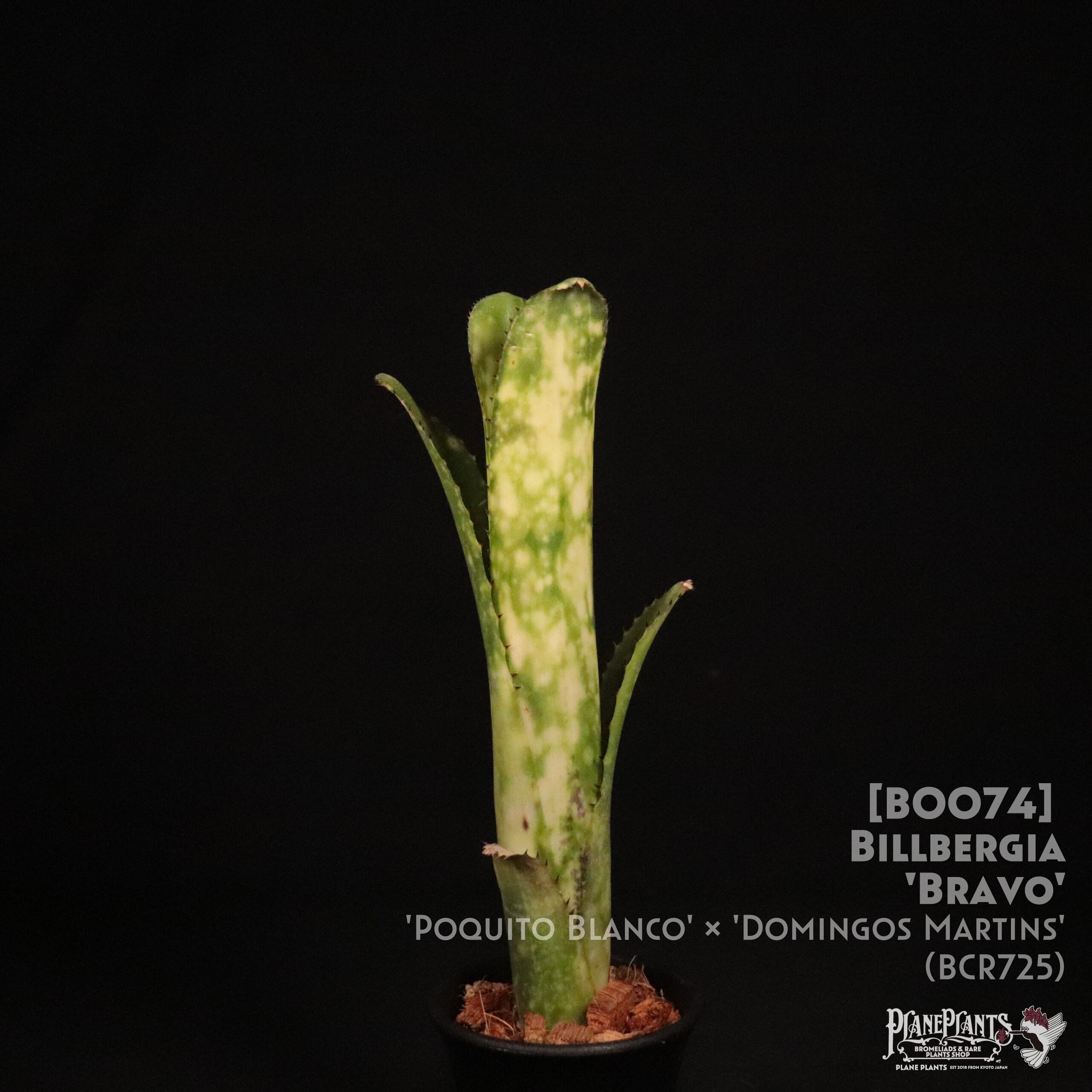 ビルベルギア ・ブラヴォー Billbergia 'Bravo' (Lisa Vinzant)