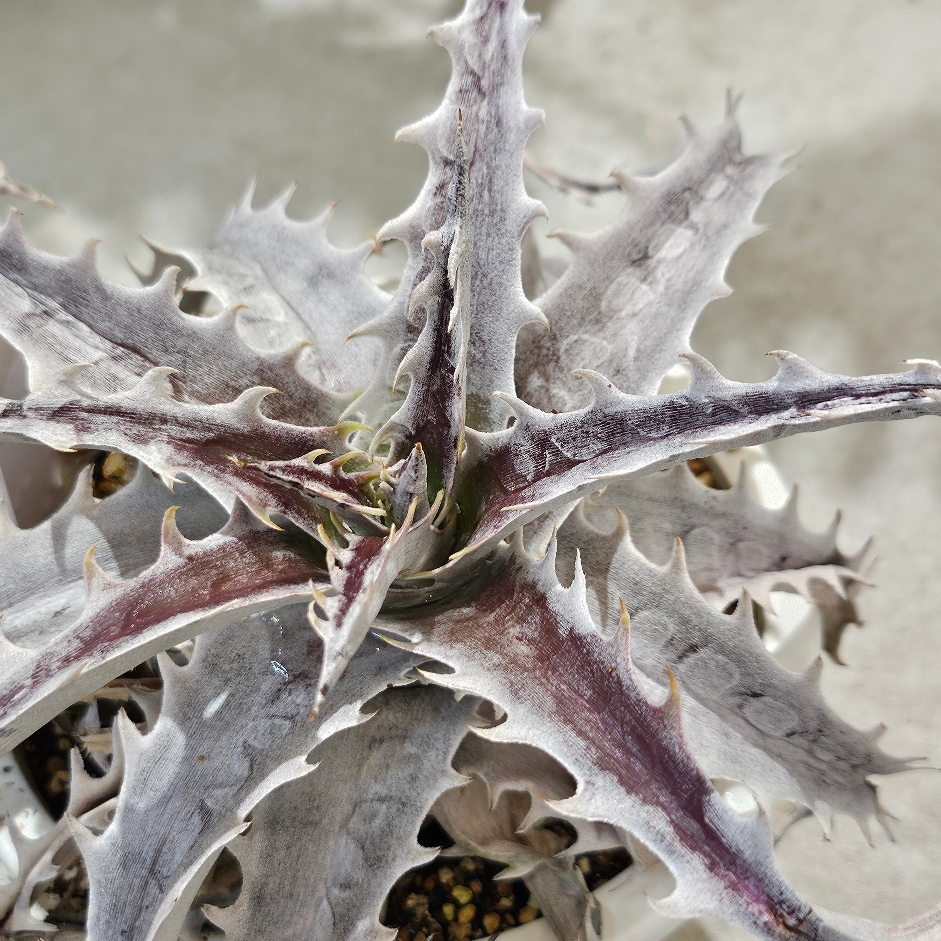 ディッキア フジヤマ Dyckia Fujiyama | Plants Baka