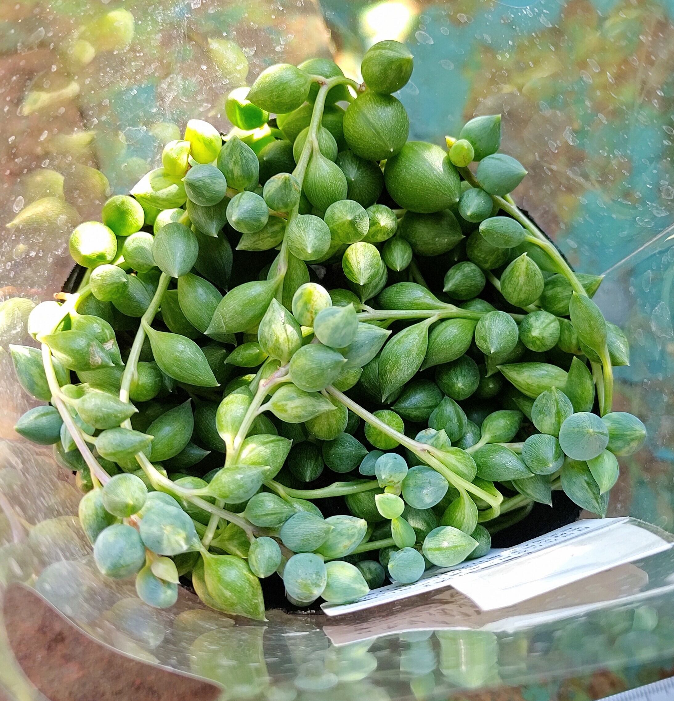 大阪K様ご注文 エンジェルティアーズ | RuPo 多肉植物専門店