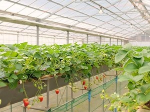 ご予約受付【2024春 醸造分】〜めぐりあい〜横浜舞岡苺ウィートエール 330ml 3本セット / Strawberry Wheat