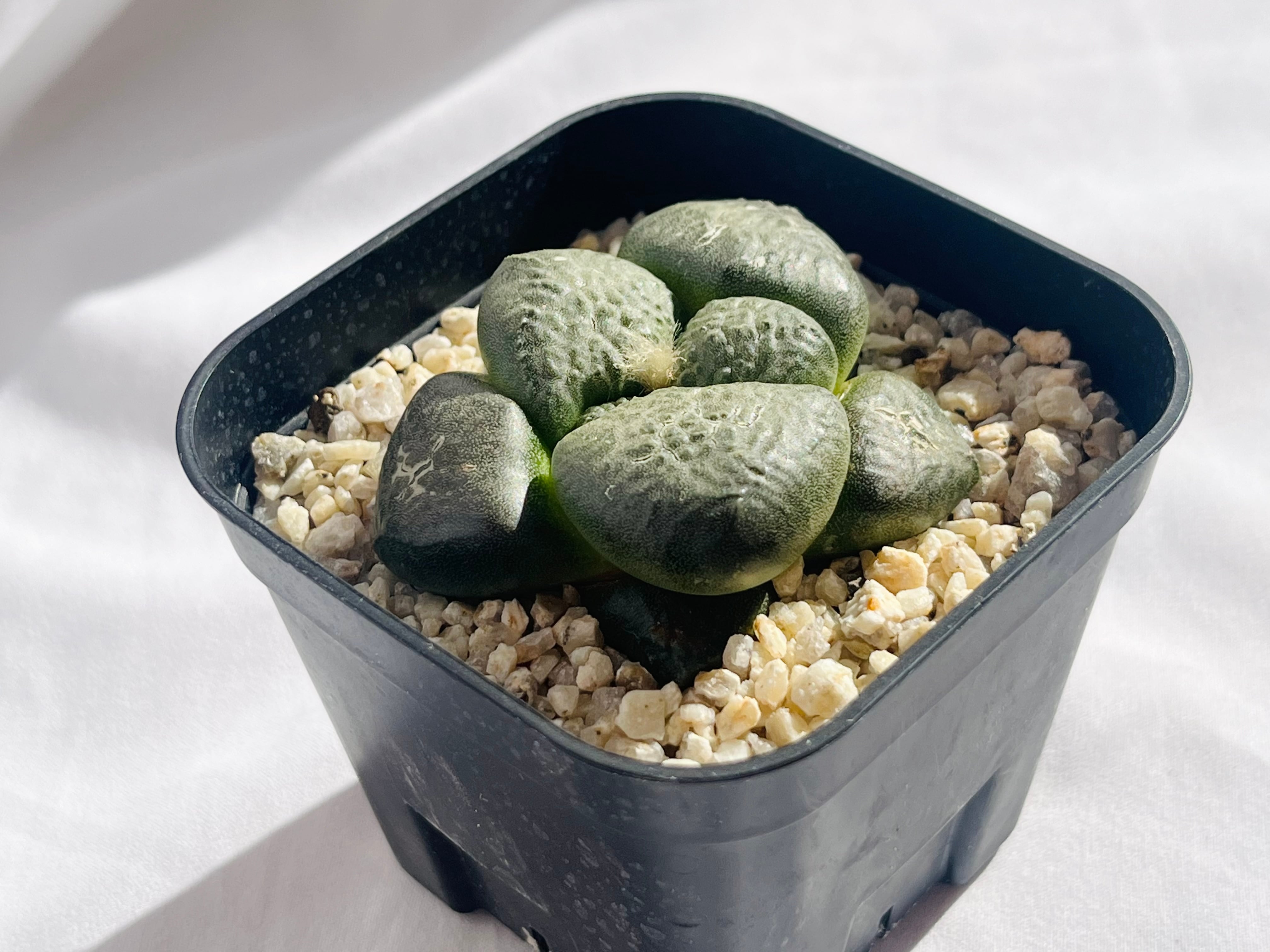 Ariocarpus fissuratus var. lloydii アリオカルプス 大疣連山