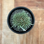 Avonia alstonii【アボニア・アルストニー・実生】