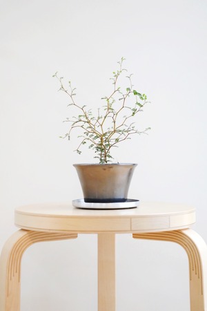 【S】ソフォラ リトルベイビー/Sophora prostrata Little Baby