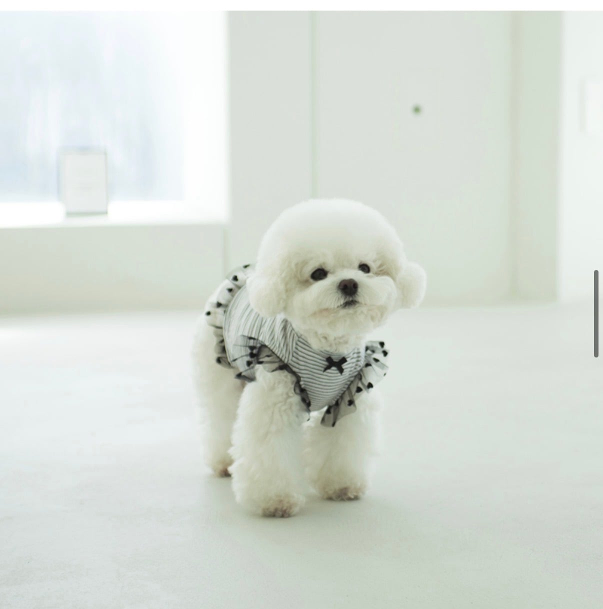 【Coco Chien 】グリビティシャツ