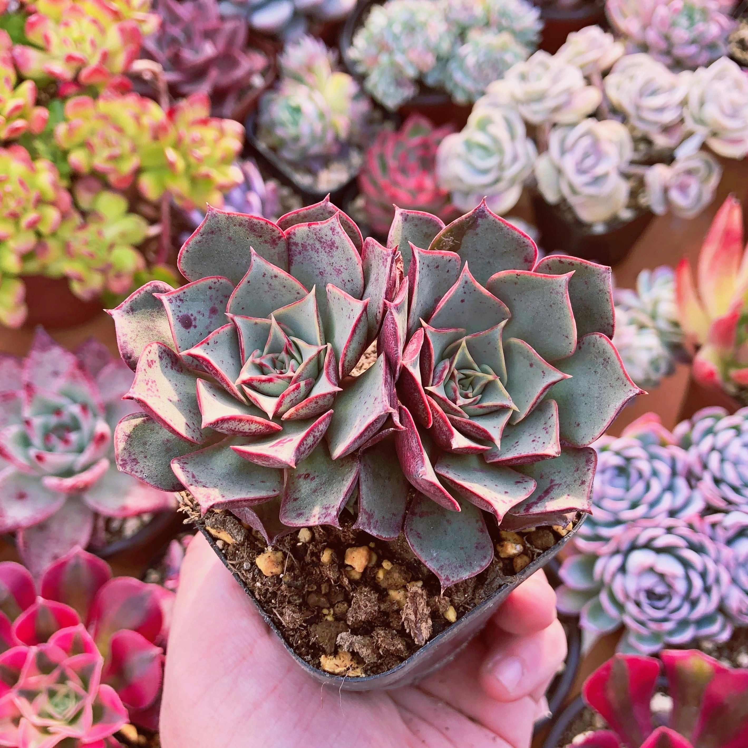 多肉植物　 ロンギシマ　2頭群生