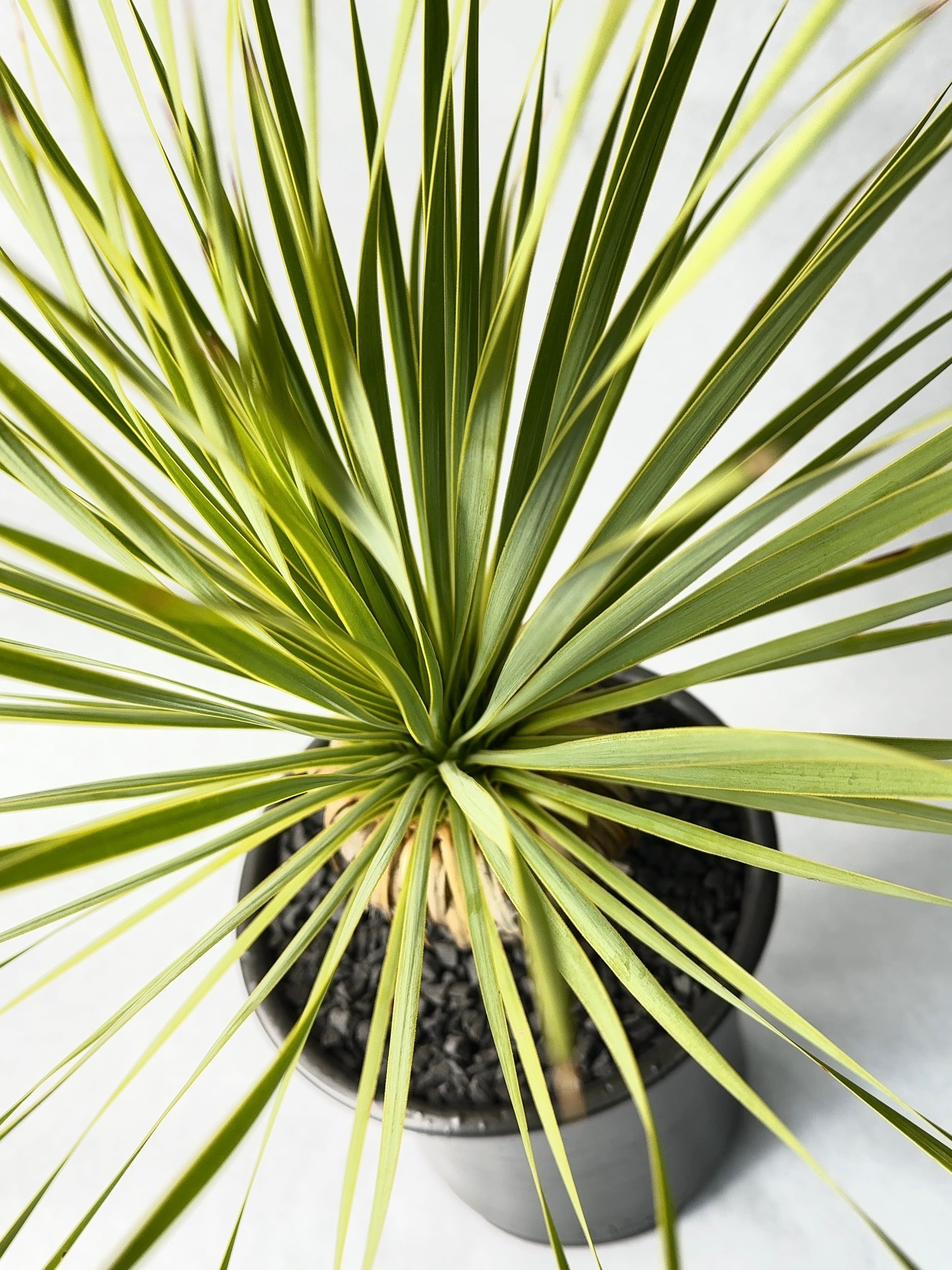 ユッカ・ロストラータ | trigger