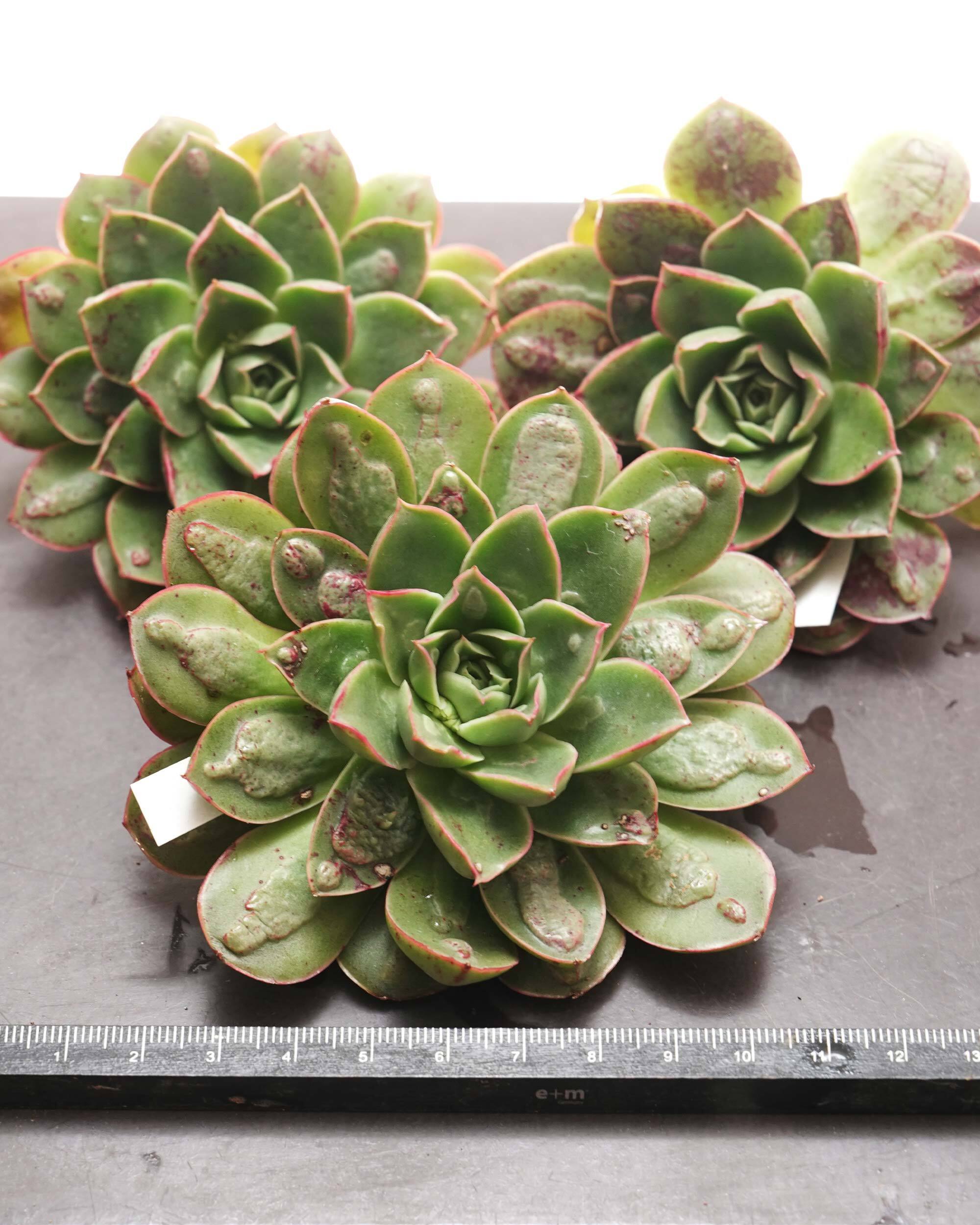 カット苗 魔王月影 Echeveria 'Demon King Moon Shadow' | PUKUBOOK