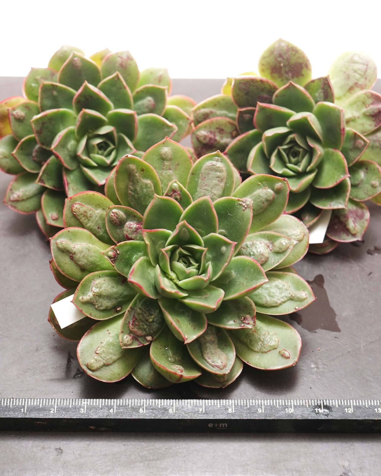 カット苗 魔王月影 Echeveria 'Demon King Moon Shadow'