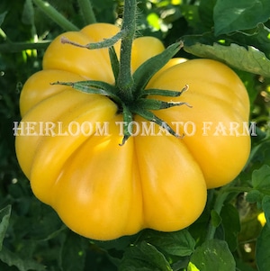 Heirloom Tomato® Gold Medal Yellow エアルーム・トマト・ゴールド・メダル・イエロー