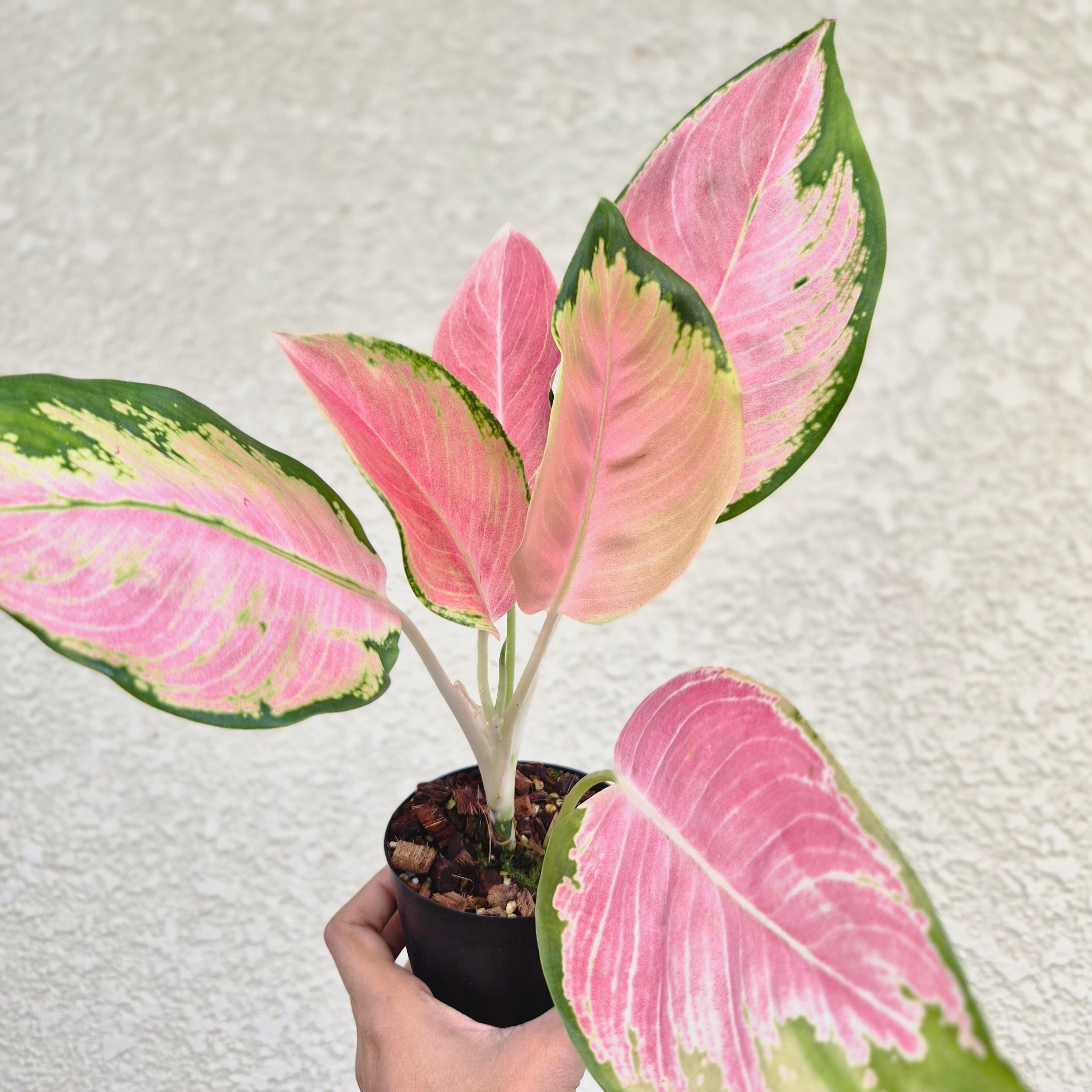 《Aglaonema SP》 アグラオネマ ムーラン 観葉植物 /ポット発送