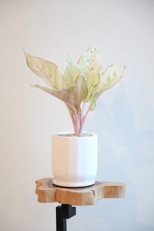 【S】【希少】アグラオネマ ハイブリットフローズン/Aglaonema  ※陶器鉢付き