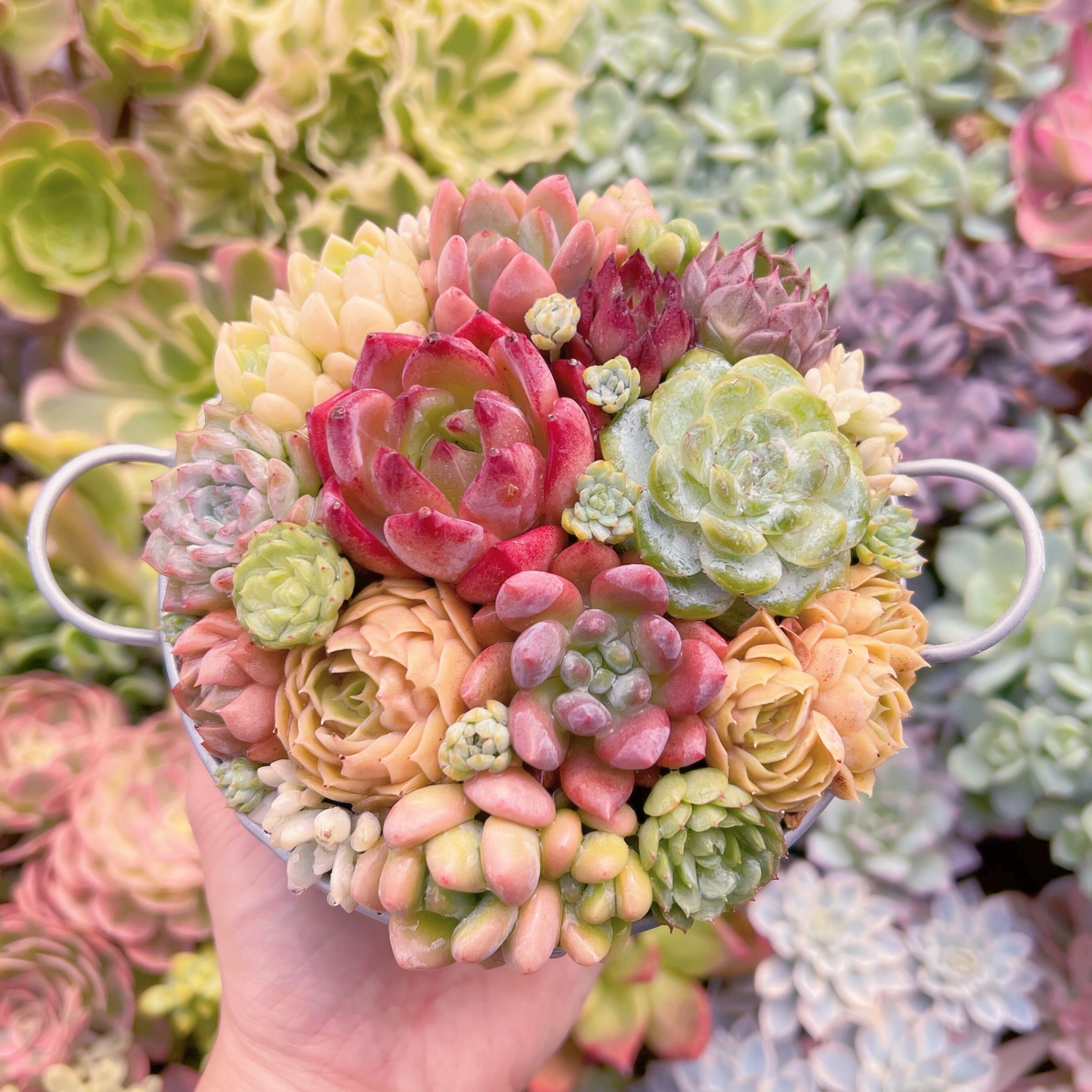 現物　寄せ植え鍋セット#690   るる農園