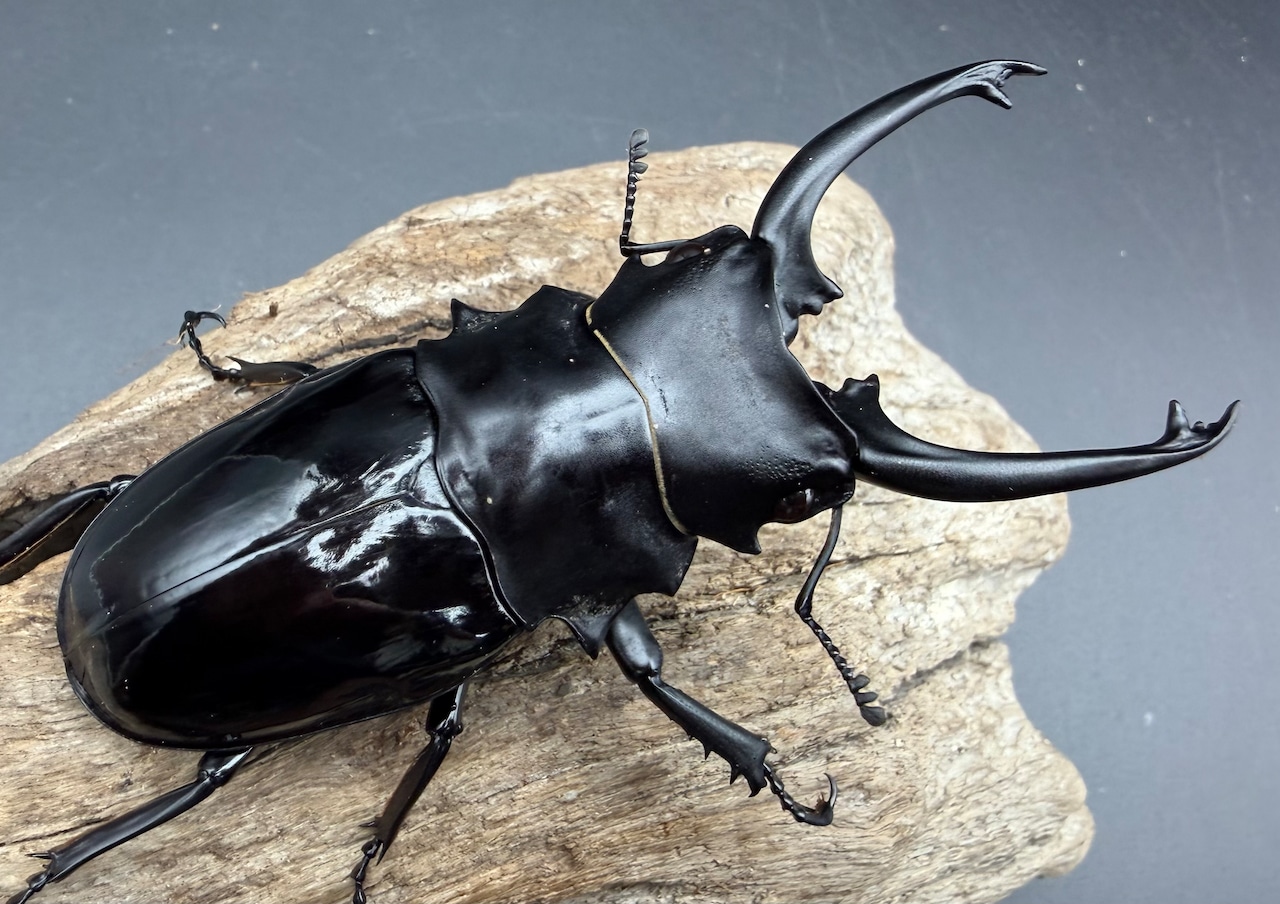 【WD】《ダールマンツヤクワガタ亜種セレベンシス 89mm ペア》