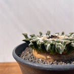 Ariocarpus kotschoubeyanus【アリオカルプス・黒牡丹】