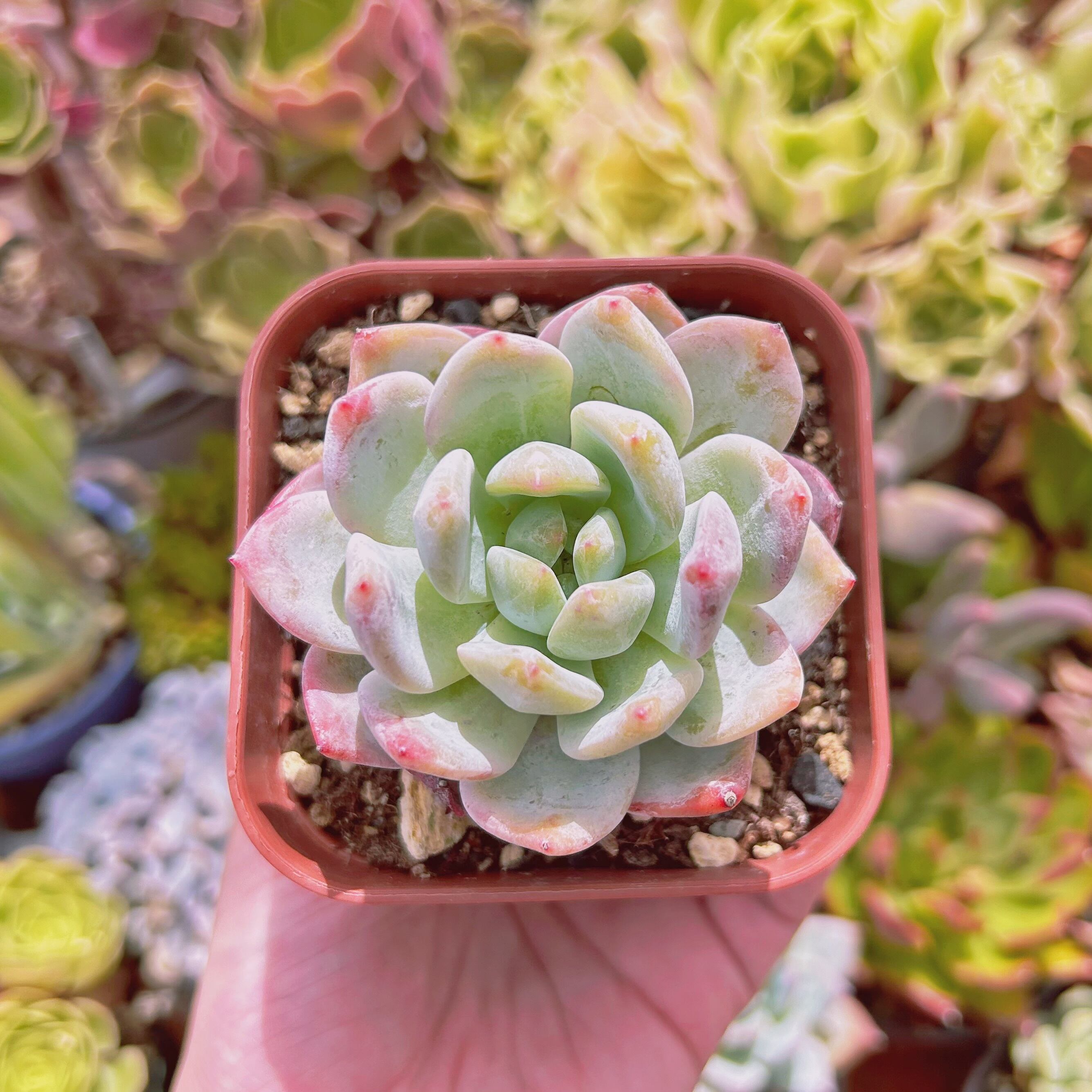 現物 多肉植物 ピンクストーン 抜き苗 | るる農園~多肉植物専門