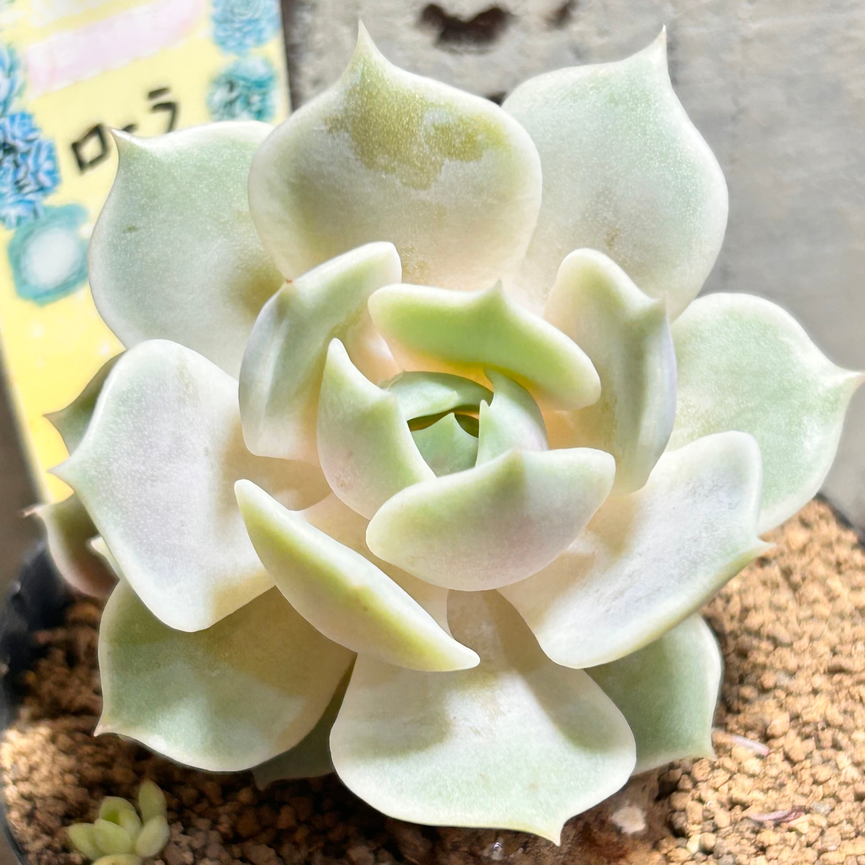 リンダリンダ | RuPo 多肉植物専門店
