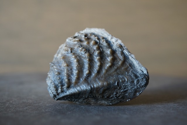 ポルトガル産ミオフォレラ化石  Myophorella lusitanica 1035