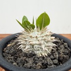 ご注文品Pachypodium brevicaule【パキポディウム・ブレビカウレ・レモンイエロー】
