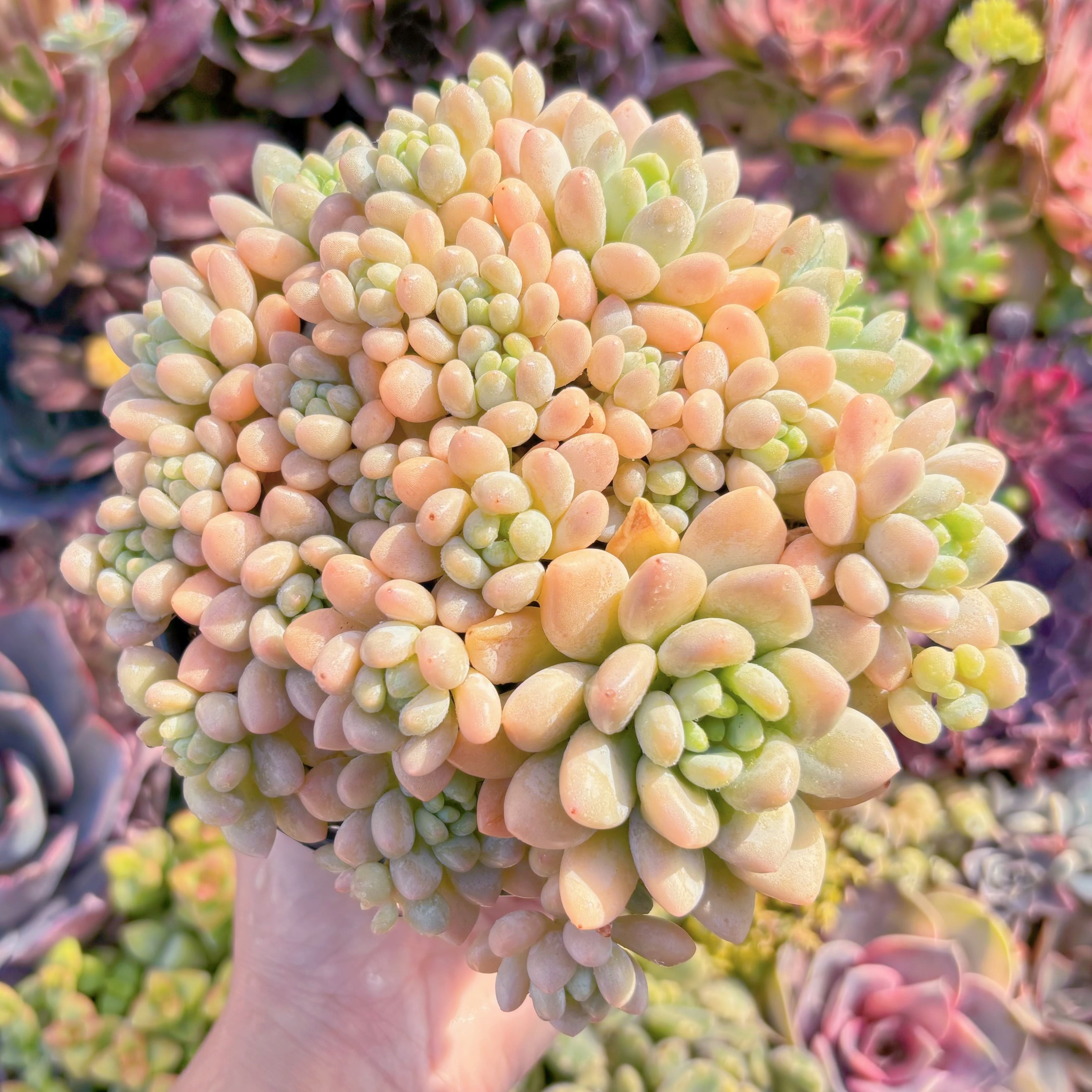 現品　キャビア#M177　大群生　るる農園