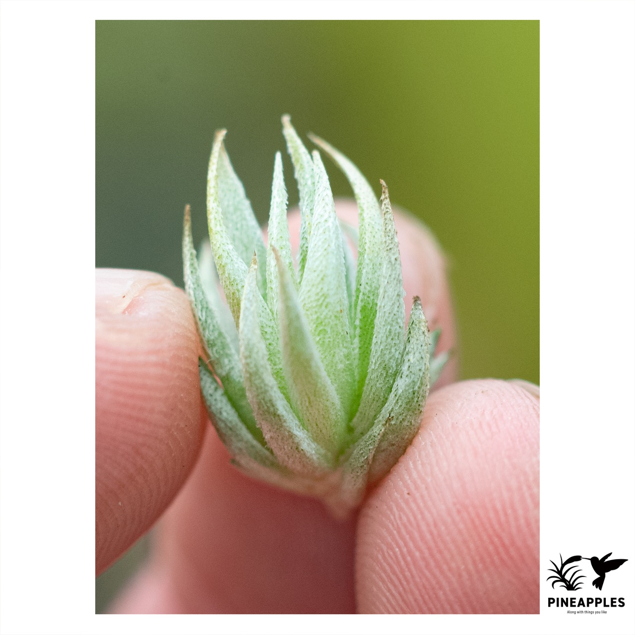 Tillandsia loliacea (Mini Form) - 1
