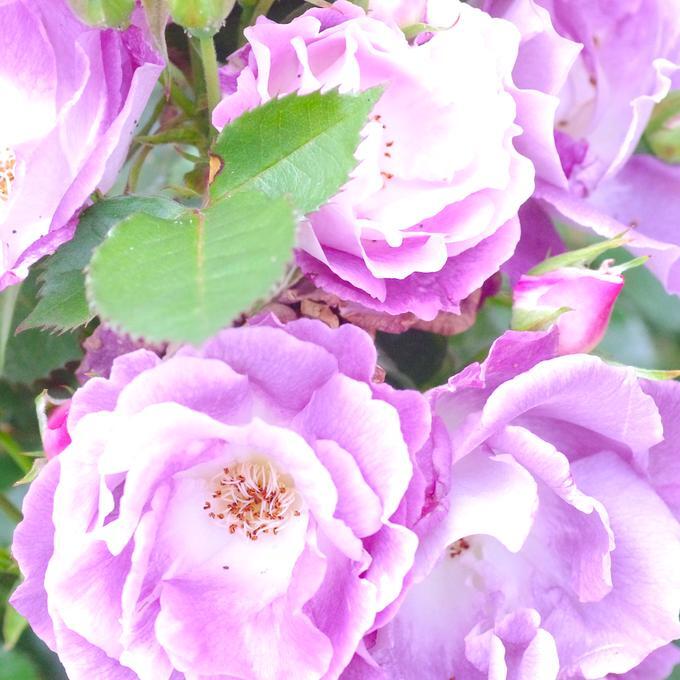 【一点物】✦RoseisRoseisRose✦⋆.·インカローズ&薔薇のカービングスモーキィクォーツ&レインボームーンストーンの三連ブレスレット⋆.·✦