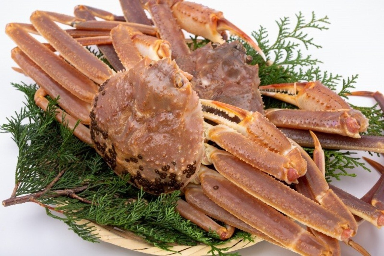 松葉がに 活生600g（中サイズ）【港直送】赤タグ