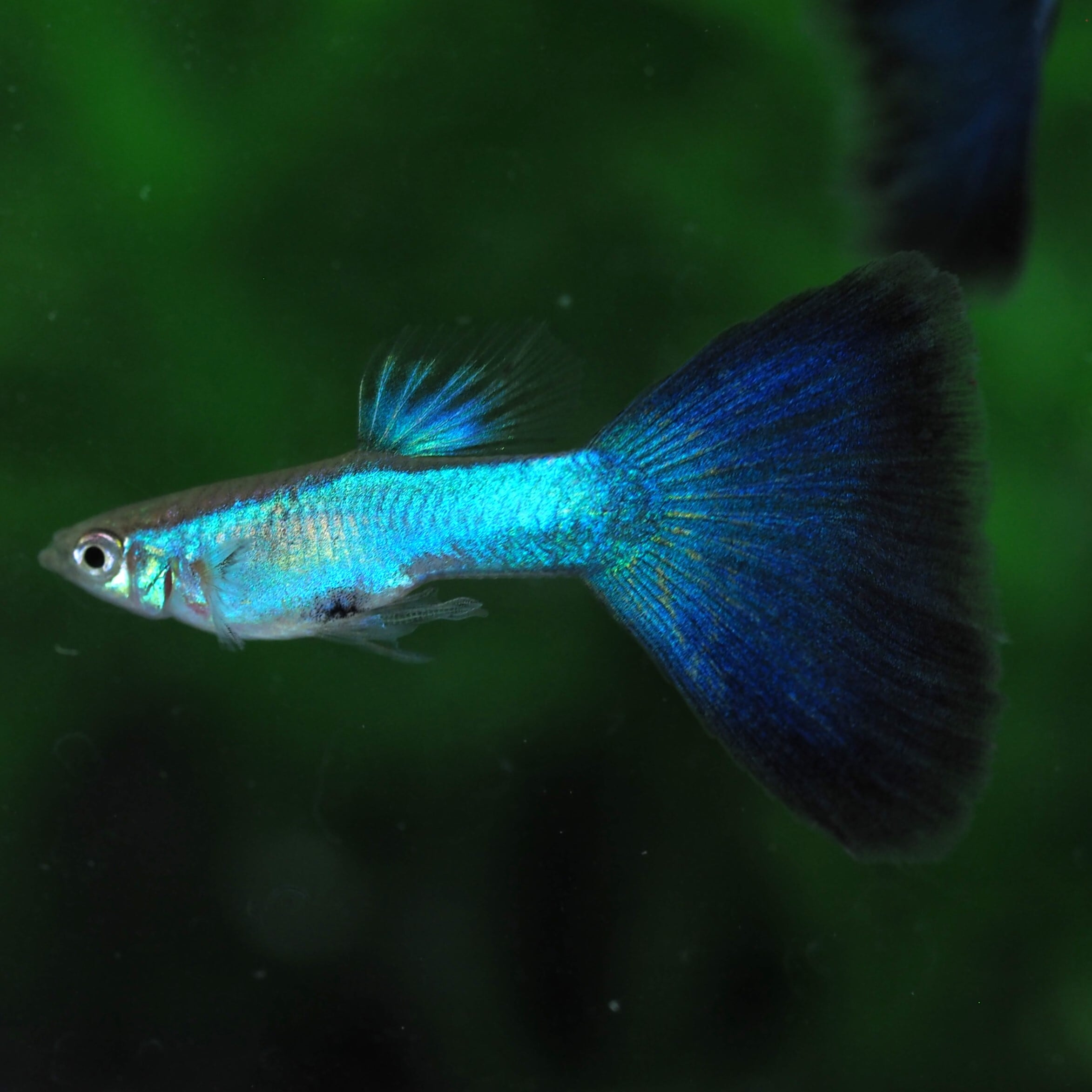 上物ラズリーブルーテール 若魚1ペア(国産グッピー) | 伊豆グッピー