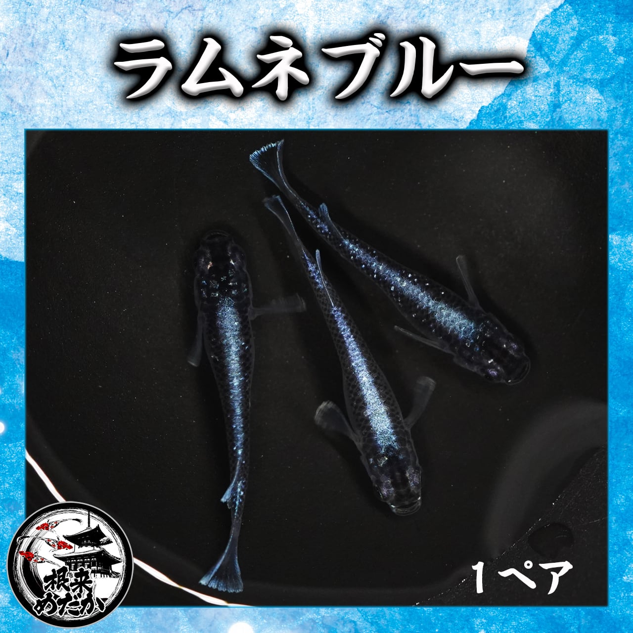 【1ペア】ラムネブルー　１ペア　カズーメダカ様直系