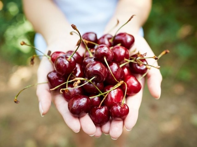 天然サワーチェリー タルトチェリー 100%〔６〕無添加250ml　体をリラックスさせて睡眠改善に役立てたい方に