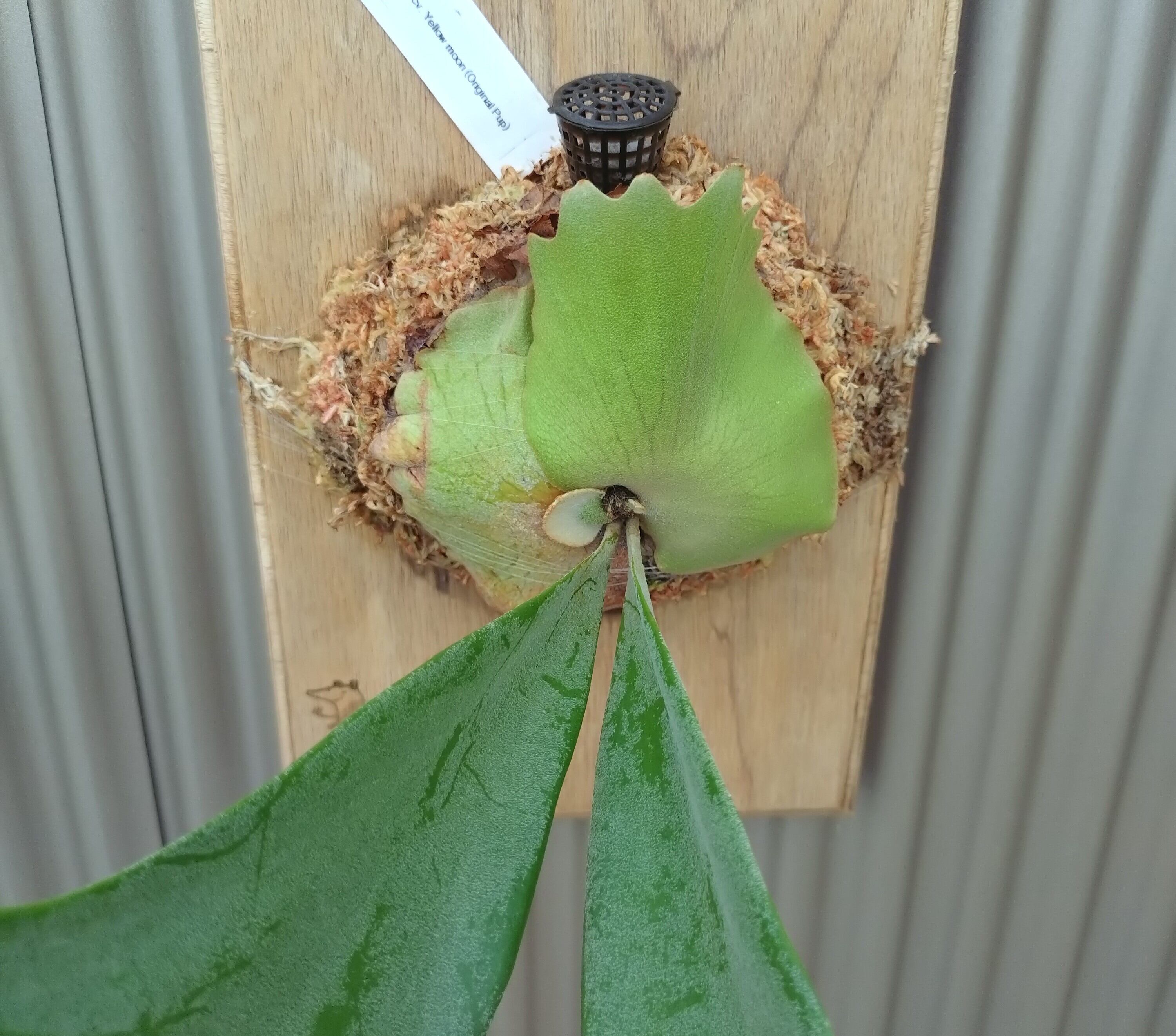 willinckii celso × yellow moon dwarf 飛雪 P. willinckii 'Yellow