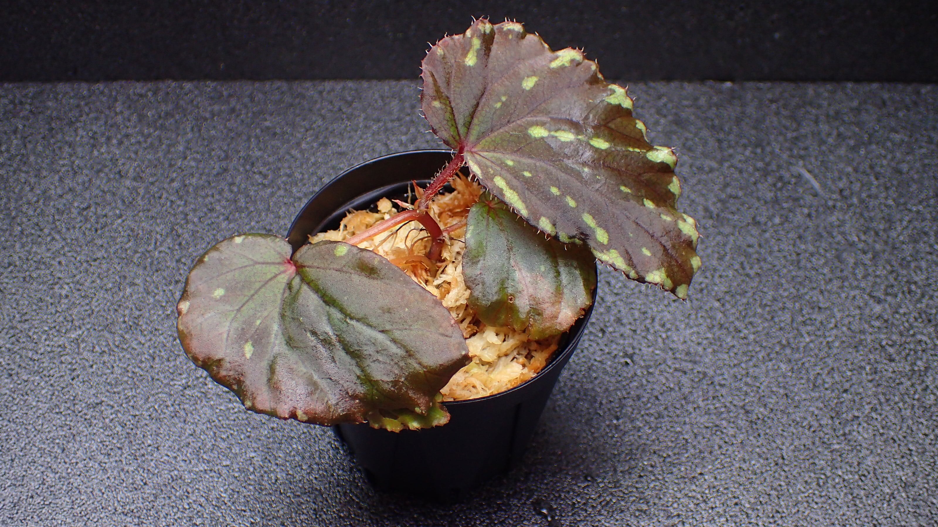 Begonia promethea Bau Sarawak | 熱帯植物 水草