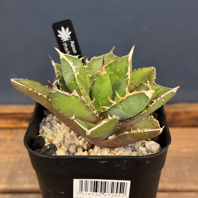 専用ページ【CHAM】アガベ オテロイ　シャーク×タランチュラ×トーチ【111】