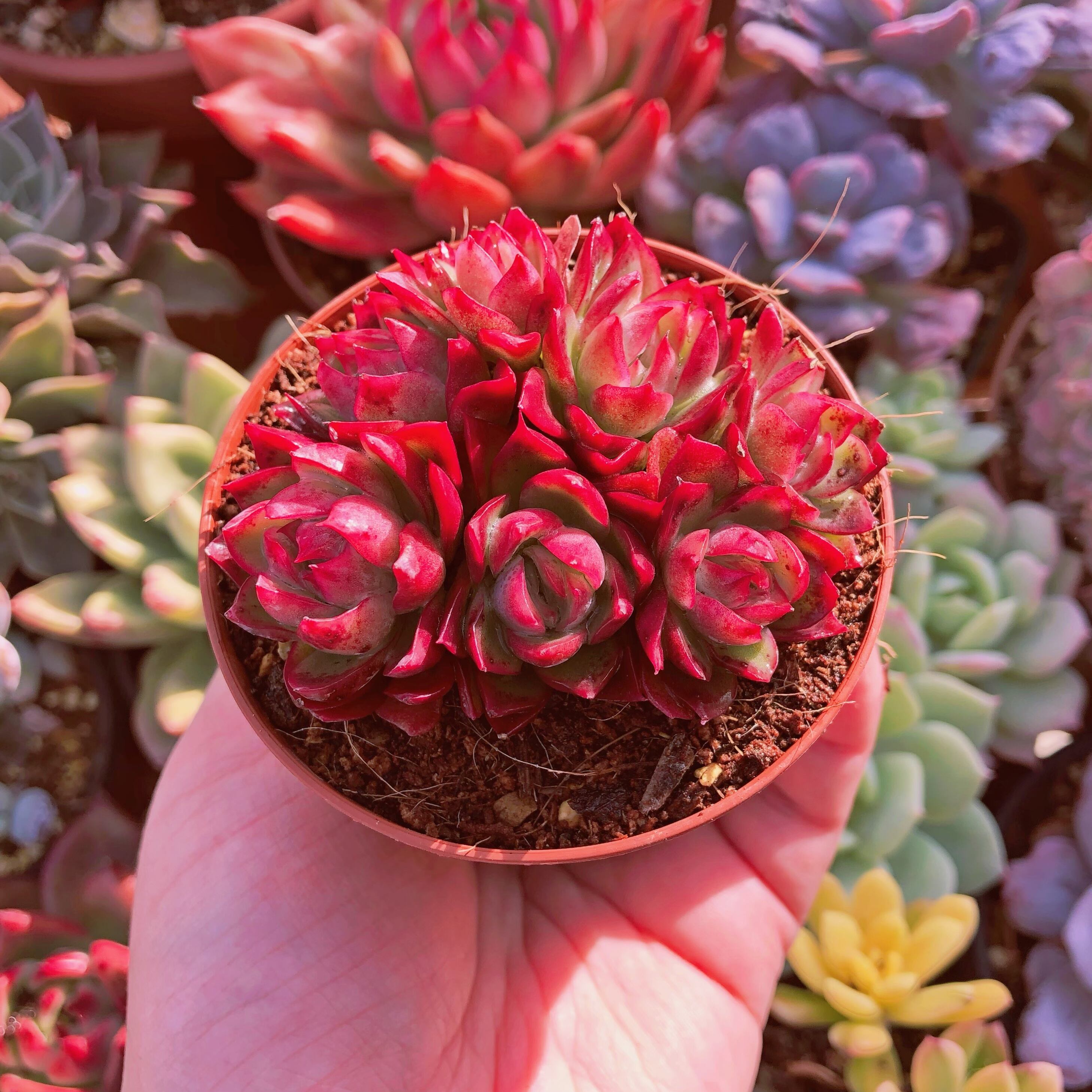 多肉植物　ピンクシャンペーンx月影　4～6頭　群生