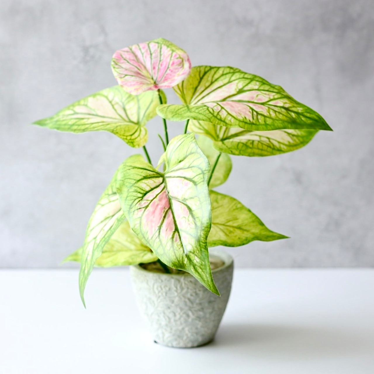 カラジウム フェイクグリーン 鉢植え 観葉植物 造花 コンクリートポット 卓上 約H30cm