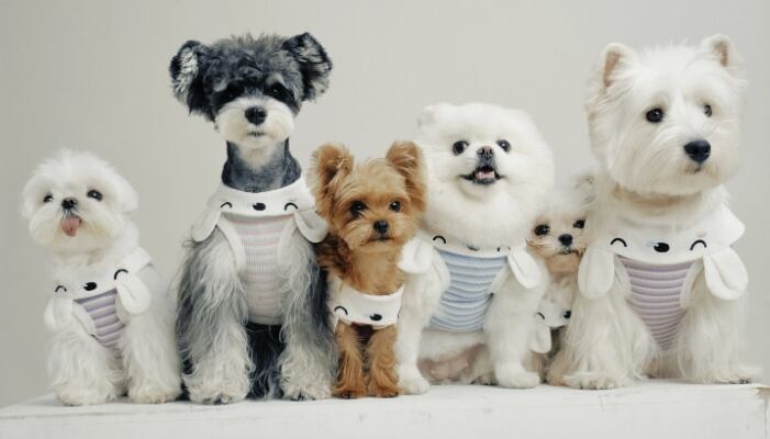 ドッグ 犬 小型犬 ヨークシャテリア ヨークシャー ドッグウェア 室内着 パジャマ インナー スリム ストレート ベーシック クマ アニマル うさぎ ひらひら かわいい シンプル カジュアル ラフ ボーイッシュ ルーズ 個性的 存在感 ラブリー キュート シンプル 無地 ボーダー ストライプ シーズンレス 男の子 女の子 成犬 子ども お出かけ お泊まり パーティー イベント 休日 カフェ 庭 ガーデン 室内 お揃い 双子 XS S M L XL ゆる ブルー レッド ピンク パステル 春カラー パープル