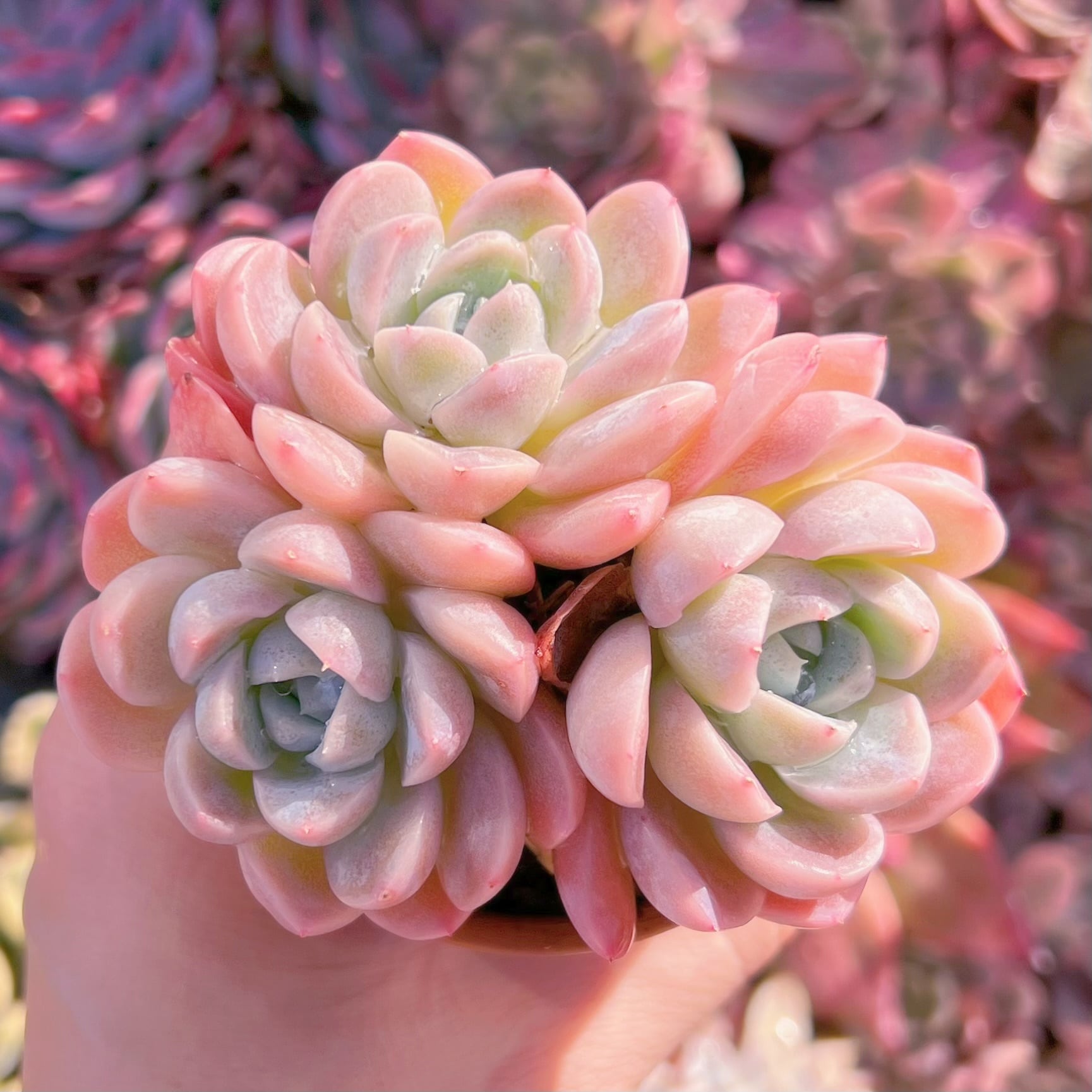 現品　苺大福#737   群生　るる農園