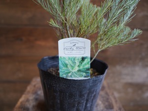 【現物】ユーカリ　”フォーマニー”