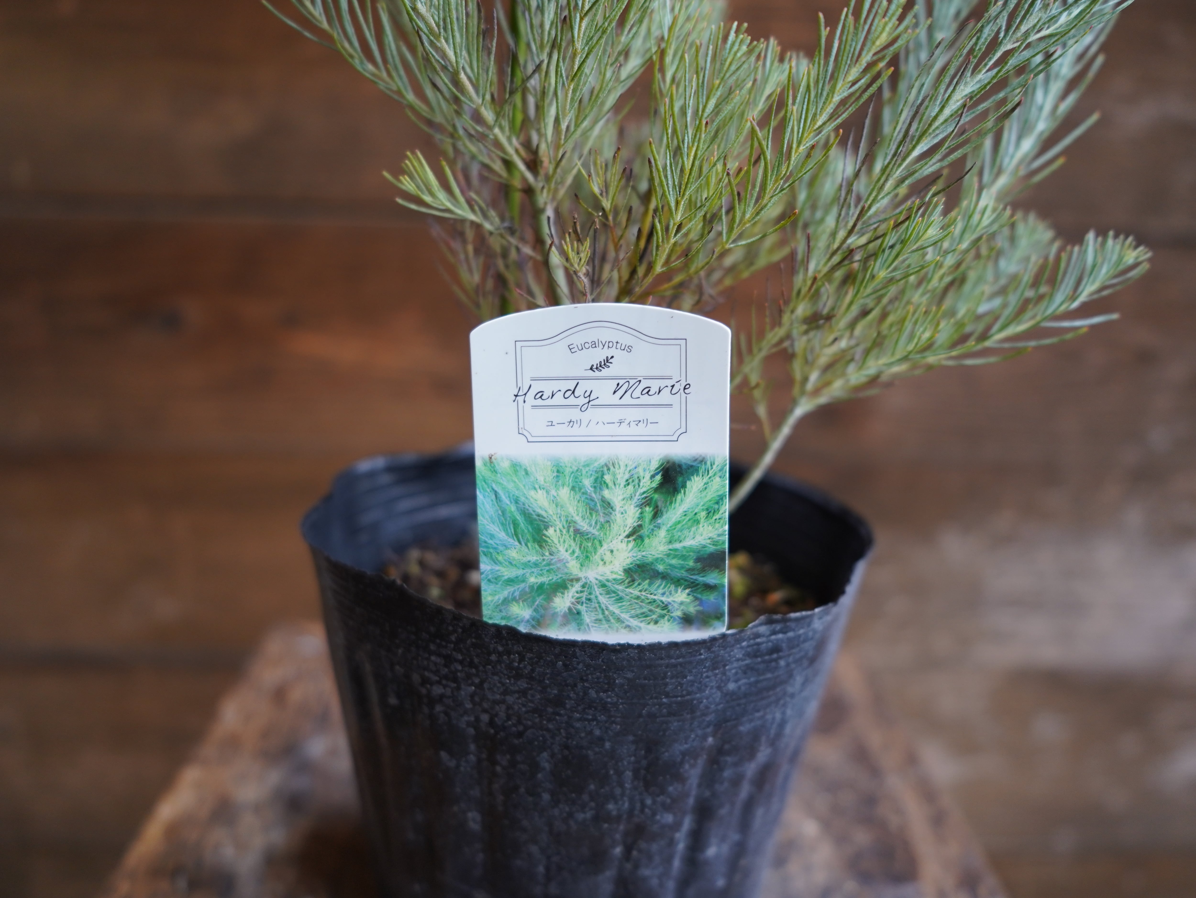 【現物】ユーカリ　”フォーマニー”