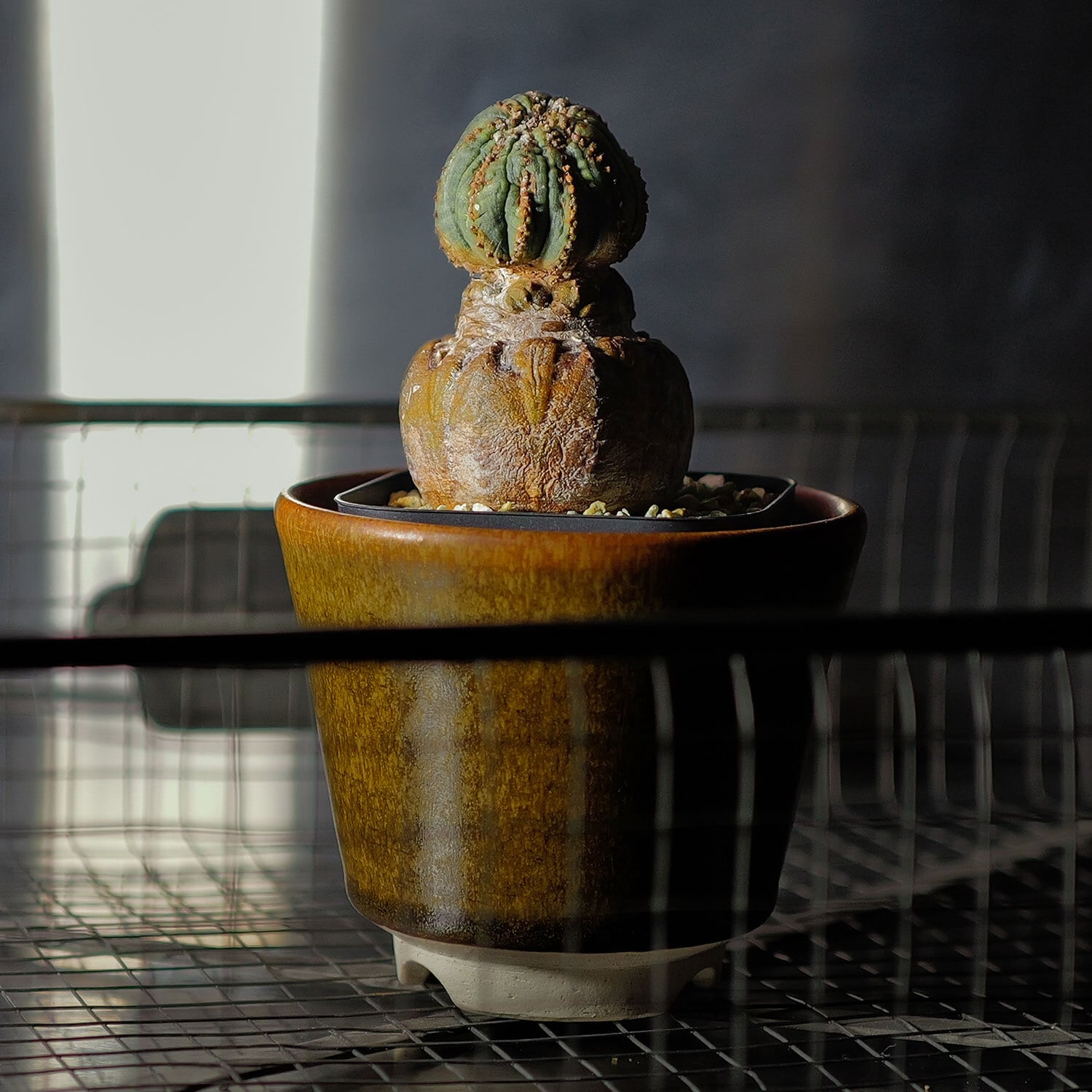 INDOOR JUNGLE No.05 掲載【超厳選株】異型 成長点潰れ オベサ