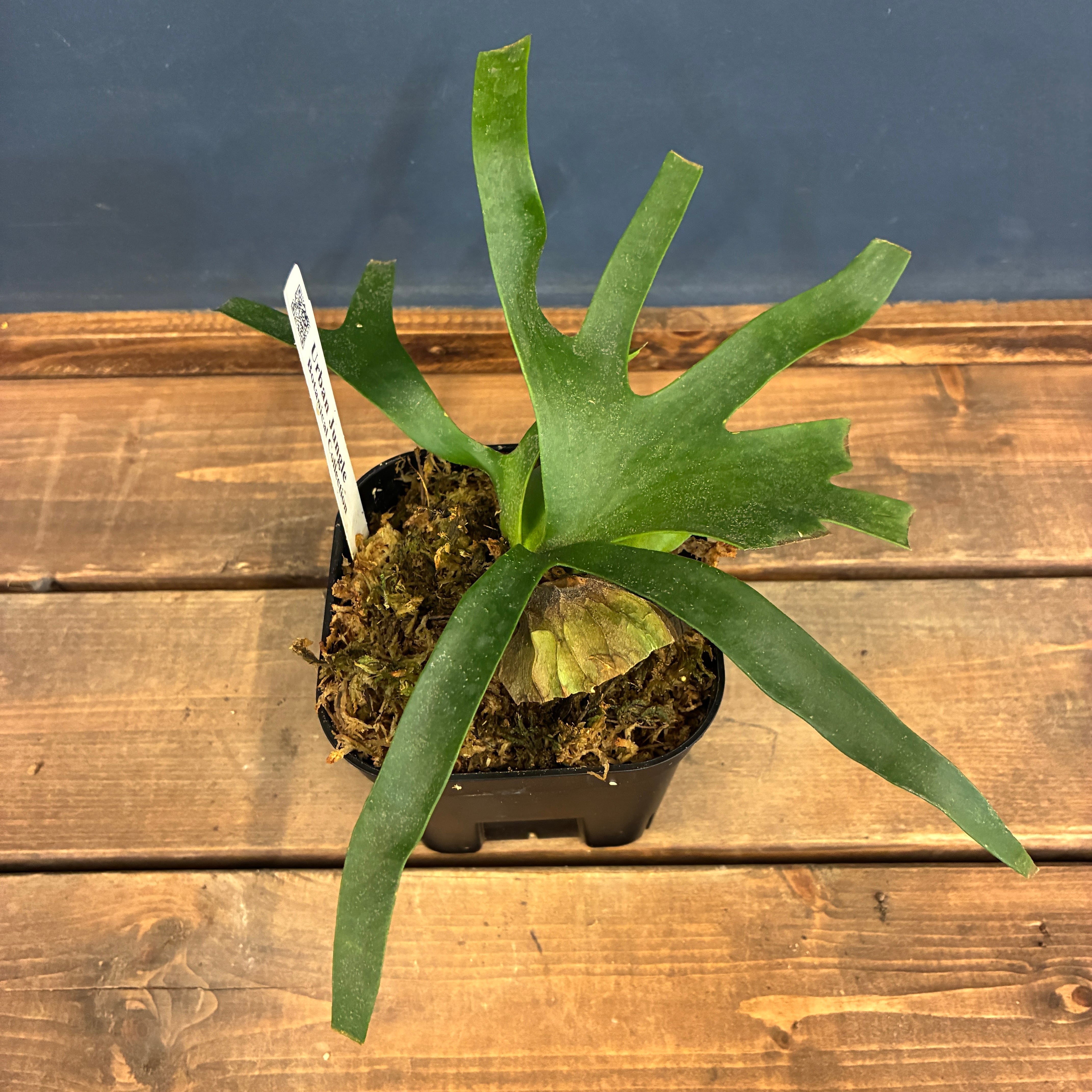 ビカクシダ P. coronarium cv 'QQ' (TC)【402】 | PROTOLEAF プロトリーフ