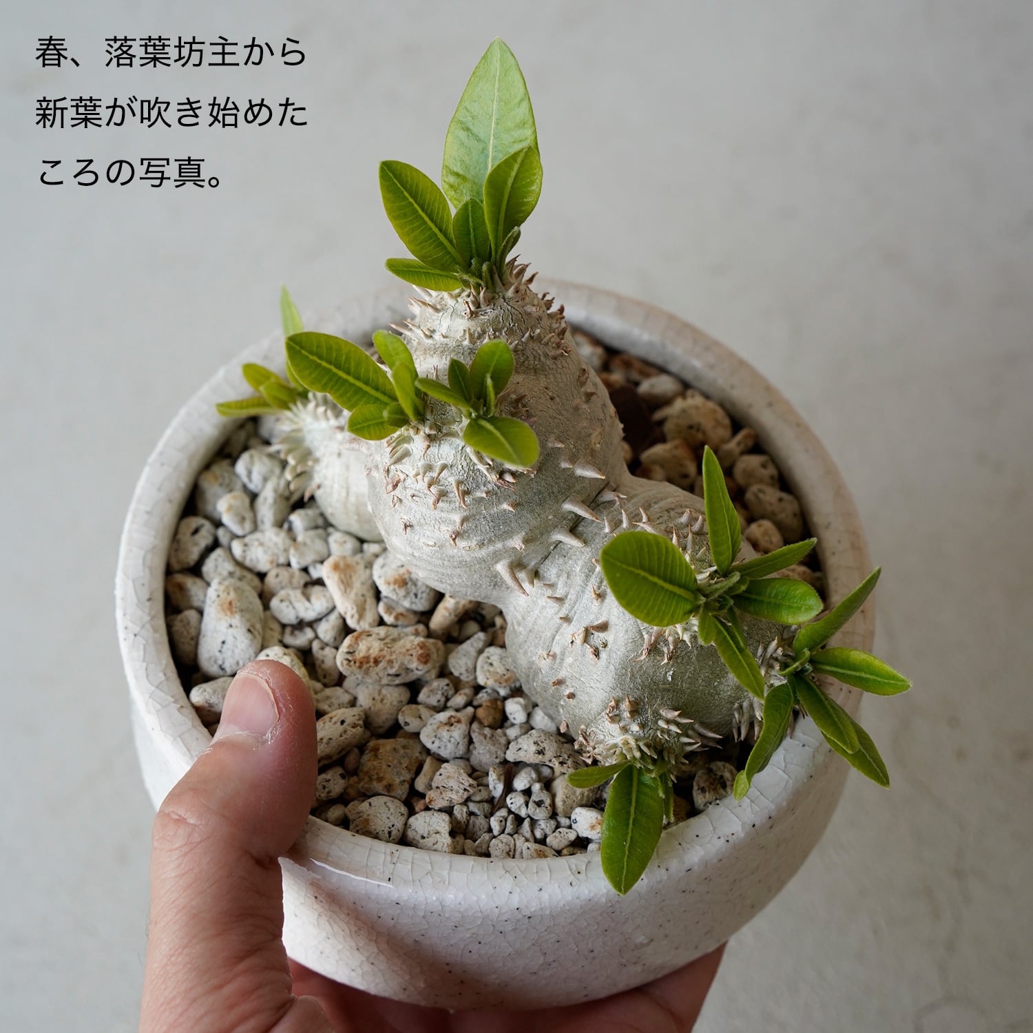 パキポディウム 恵比寿笑い | AYANAS（アヤナス）｜観葉植物のセレクト