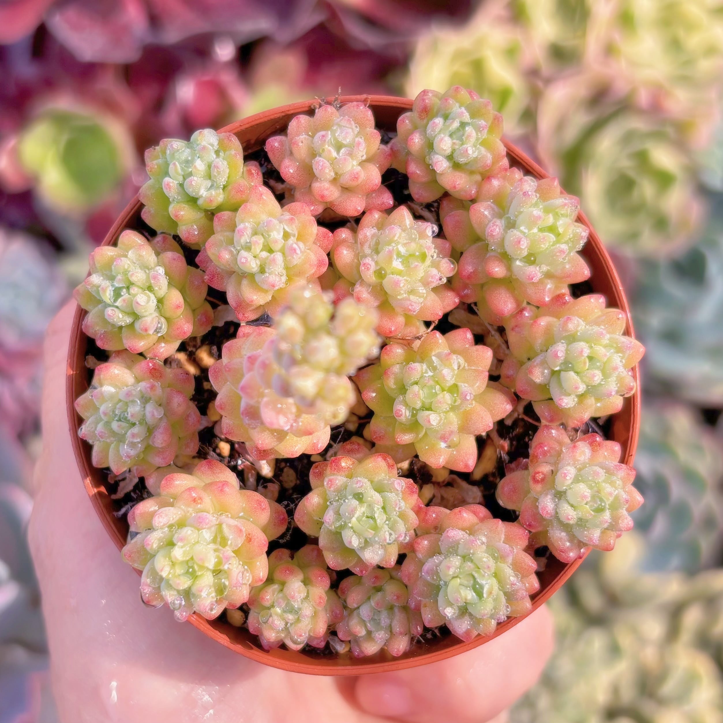 現品　Flower Group Variegata#1124　るる農園