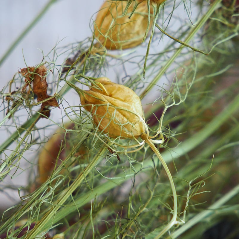 ニゲラ ( クロタネソウ )/ 北海道産 ドライフラワー | 富良野 花七曜