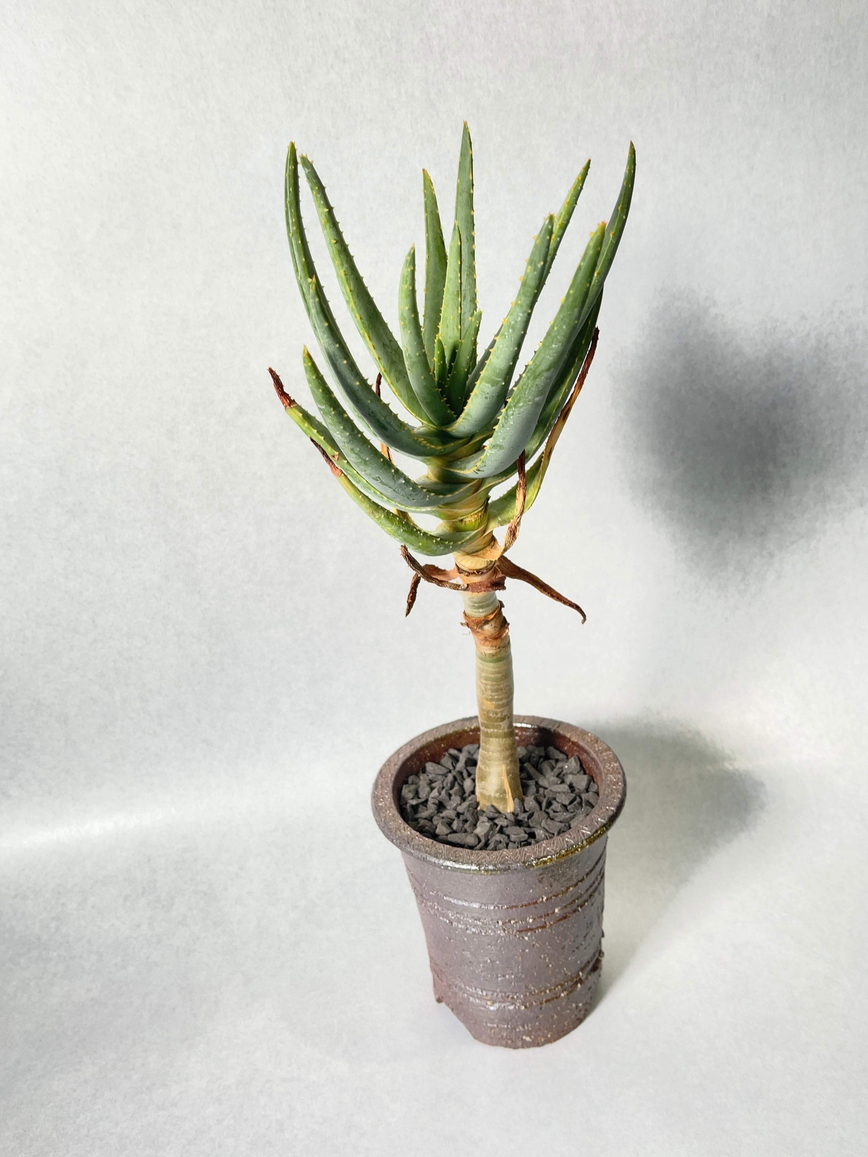 アロエ・ラモシシマ | trigger