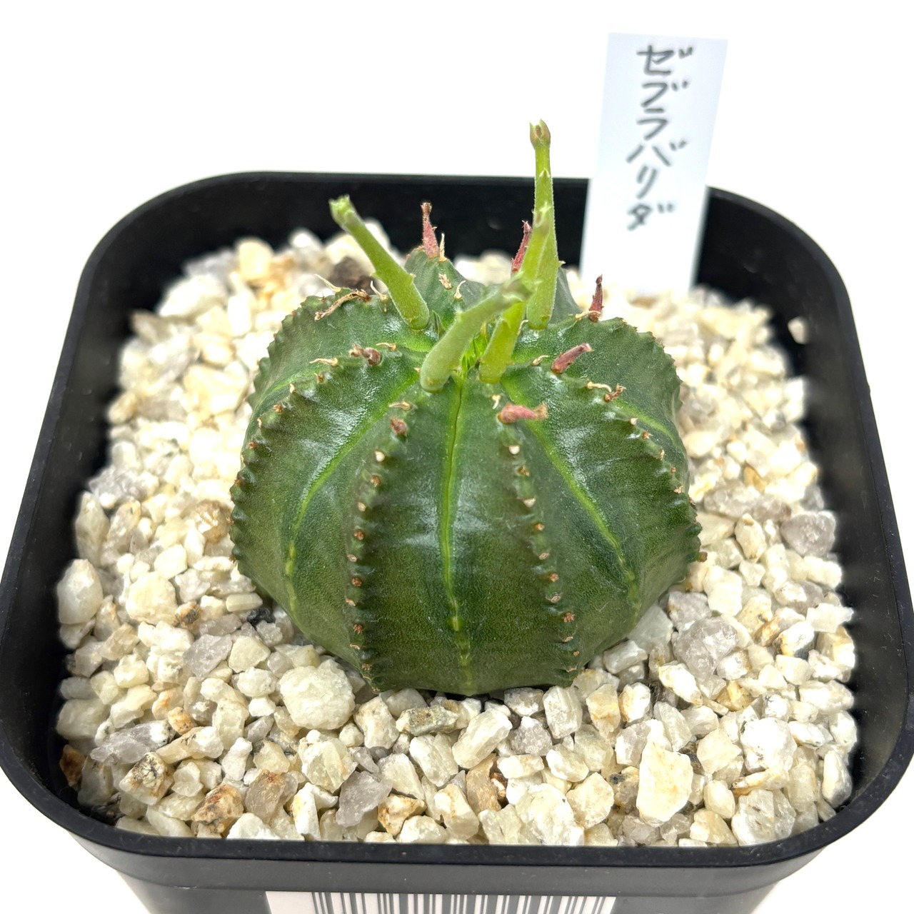 ユーフォルビア ゼブラバリダ【761】